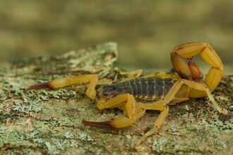 Escorpião-amarelo (Tityus serrulatus), espécie responsável pela maioria dos acidentes no Brasil